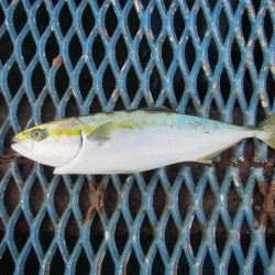 オリジナルメーカー海づり公園(市原市海づり施設) 釣果