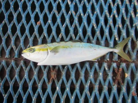 オリジナルメーカー海づり公園(市原市海づり施設) 釣果