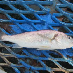 オリジナルメーカー海づり公園(市原市海づり施設) 釣果