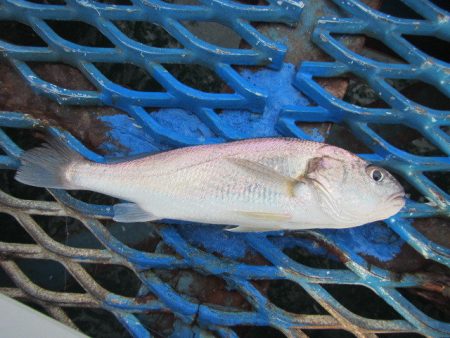 オリジナルメーカー海づり公園(市原市海づり施設) 釣果