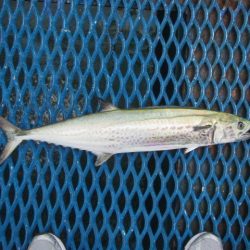 オリジナルメーカー海づり公園(市原市海づり施設) 釣果