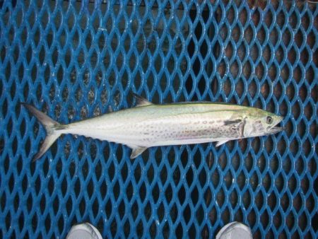 オリジナルメーカー海づり公園(市原市海づり施設) 釣果