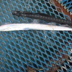 オリジナルメーカー海づり公園(市原市海づり施設) 釣果