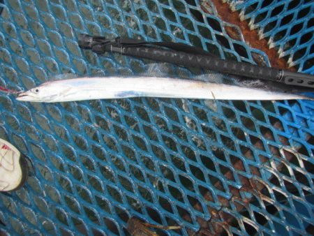 オリジナルメーカー海づり公園(市原市海づり施設) 釣果