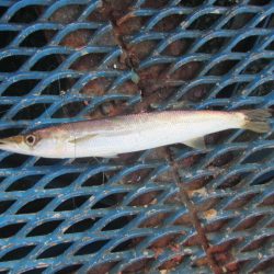 オリジナルメーカー海づり公園(市原市海づり施設) 釣果