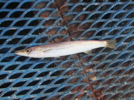 オリジナルメーカー海づり公園(市原市海づり施設) 釣果