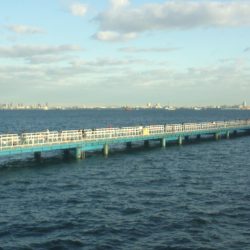 オリジナルメーカー海づり公園(市原市海づり施設) 釣果