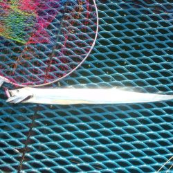 オリジナルメーカー海づり公園(市原市海づり施設) 釣果