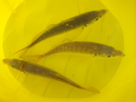 オリジナルメーカー海づり公園(市原市海づり施設) 釣果