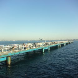 オリジナルメーカー海づり公園(市原市海づり施設) 釣果