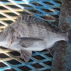 オリジナルメーカー海づり公園(市原市海づり施設) 釣果