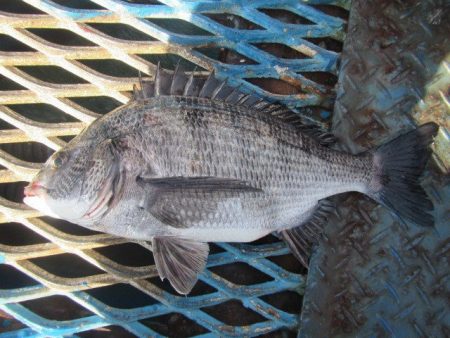 オリジナルメーカー海づり公園(市原市海づり施設) 釣果