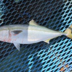 オリジナルメーカー海づり公園(市原市海づり施設) 釣果