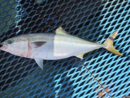 オリジナルメーカー海づり公園(市原市海づり…