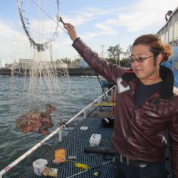 オリジナルメーカー海づり公園(市原市海づり施設) 釣果