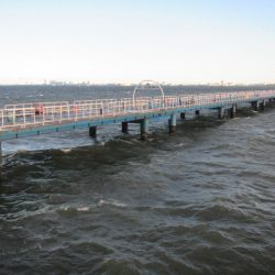 オリジナルメーカー海づり公園(市原市海づり施設) 釣果