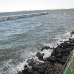 オリジナルメーカー海づり公園(市原市海づり施設) 釣果