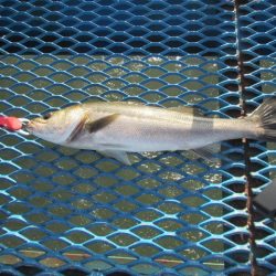 オリジナルメーカー海づり公園(市原市海づり施設) 釣果