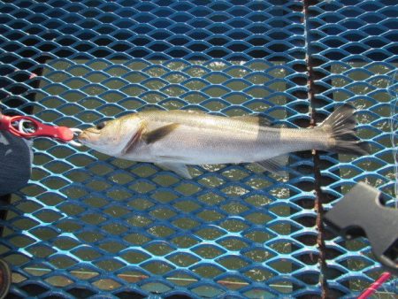 オリジナルメーカー海づり公園(市原市海づり…