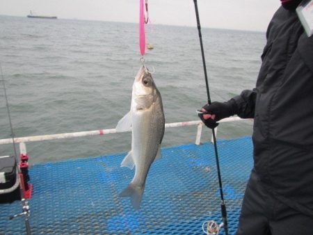 オリジナルメーカー海づり公園(市原市海づり施設) 釣果