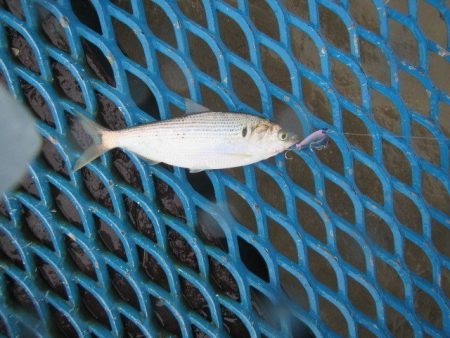 オリジナルメーカー海づり公園(市原市海づり施設) 釣果