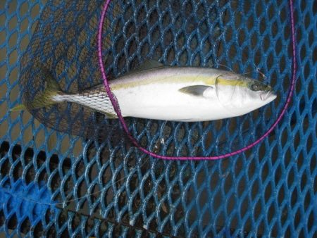 オリジナルメーカー海づり公園(市原市海づり…