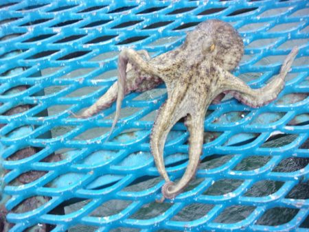 オリジナルメーカー海づり公園(市原市海づり施設) 釣果