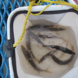 オリジナルメーカー海づり公園(市原市海づり施設) 釣果