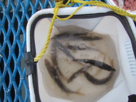 オリジナルメーカー海づり公園(市原市海づり施設) 釣果