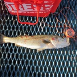 オリジナルメーカー海づり公園(市原市海づり施設) 釣果