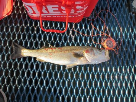 オリジナルメーカー海づり公園(市原市海づり…