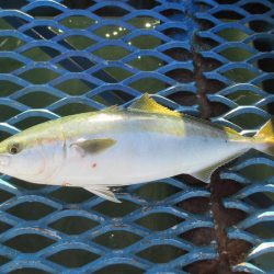 オリジナルメーカー海づり公園(市原市海づり施設) 釣果