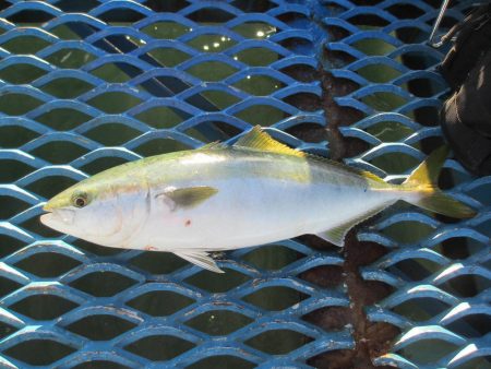 オリジナルメーカー海づり公園(市原市海づり施設) 釣果