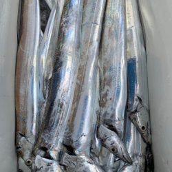 さんさん丸 釣果