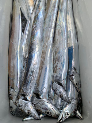 さんさん丸 釣果