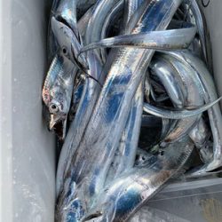 さんさん丸 釣果