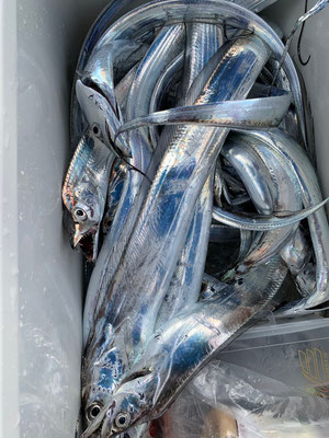 さんさん丸 釣果