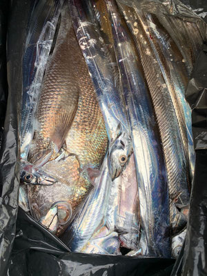 さんさん丸 釣果