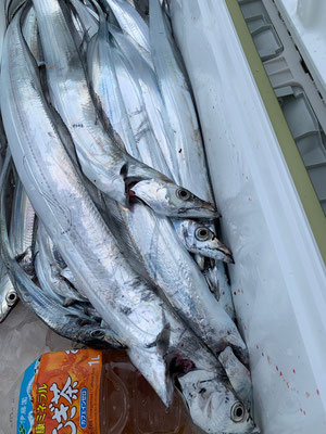 さんさん丸 釣果