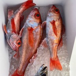 へいみつ丸 釣果