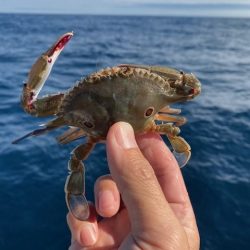 へいみつ丸 釣果