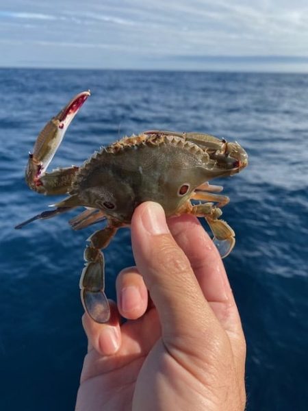 へいみつ丸 釣果