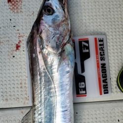 遊漁船 ニライカナイ 釣果