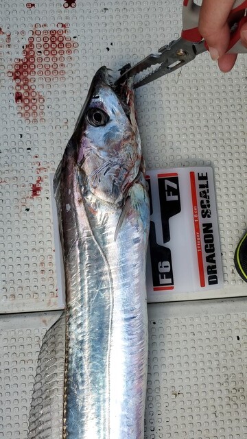 遊漁船 ニライカナイ 釣果