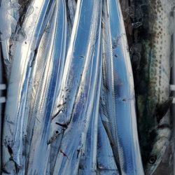 遊漁船 ニライカナイ 釣果