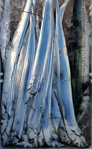 遊漁船　ニライカナイ 釣果