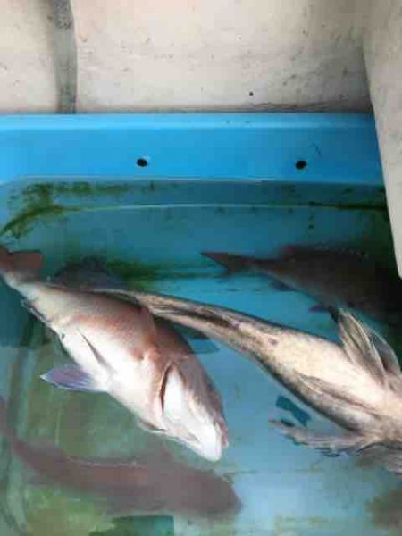 龍宮丸 釣果
