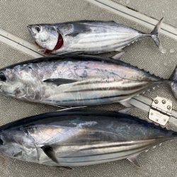 へいみつ丸 釣果