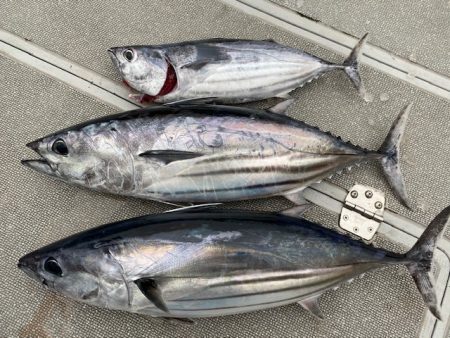 へいみつ丸 釣果