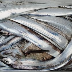 遊漁船 ニライカナイ 釣果